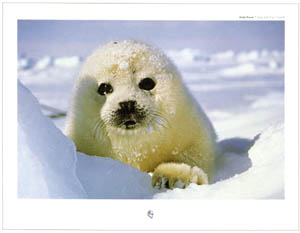 Poster: Rouse: Seal - 80x60 cm
