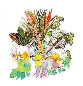 Poster: Aviram: Exotic Flowers -  68x66 cm