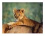 Poster: Shah: Lion Cub - 50x40 cm