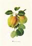 Drucke: Botanik: Malus Domestica - 35x50 cm