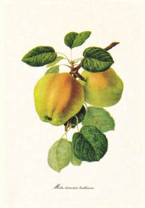 Drucke: Botanik: Malus Domestica - 18x24 cm