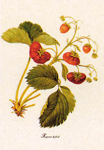 Drucke: Botanik: Fragaria Hybrid - 18x24 cm