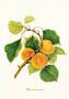 Drucke: Botanik: Prunus Armeniaca - 35x50 cm