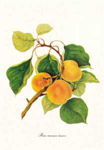 Drucke: Botanik: Prunus Armeniaca - 35x50 cm