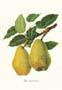 Drucke: Botanik: Pyrus Communis - 35x50 cm