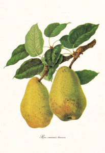 Stampa: Botanica: Pyrus Communis - 18x24 cm