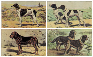 Drucke: Hunde - Serie zu 4 Stück 30x24 cm