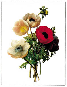 Drucke: Redouté: Mohn - 35x50 cm