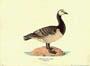 Drucke: Branta Leucopsis - 50x35 cm