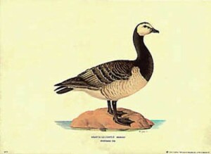 Drucke: Branta Leucopsis - 50x35 cm