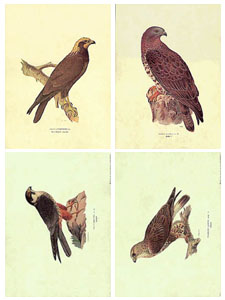 Drucke: Vögel - Serie zu 4 Stück 50x35 cm
