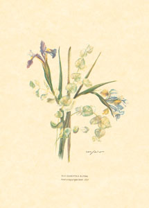 Drucke: Abgeschnittene Blumen - 13x18 cm
