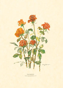 Drucke: Abgeschnittene Blumen - 50x70 cm