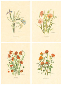 Drucke: Abgeschnittene Blumen - Serie zu 4 Stück 25x35 
