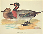 Drucke: Enten: Bimaculated Duck - 30x24 cm