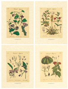 Serie von 4 Drucken: Botanik - cm 18x24