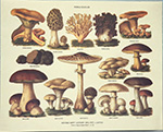 Drucke: Fungi Edules - 30x24 cm