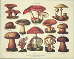Drucke: Fungi Noxii - 30x24 cm