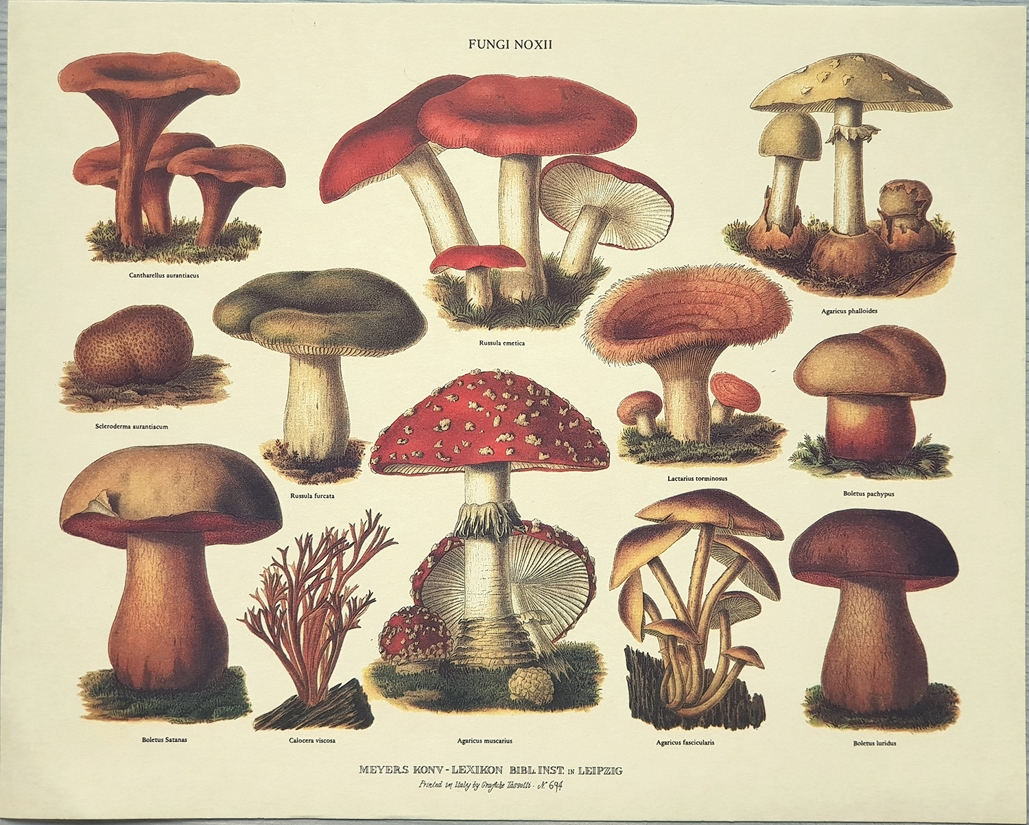 Drucke: Fungi Noxii - 30x24 cm