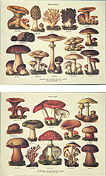 Drucke: Pilze - Serie zu 2 Stück 30x24 cm