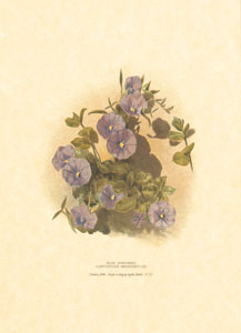 Drucke: Orientalische Blumen - 25x35 cm