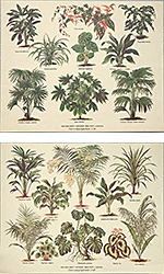 Drucke: Botanik - Serie zu 2 Stück 30x24 cm
