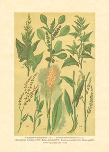 Drucke: Feldgras - 25x35 cm