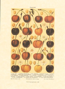Drucke: Obst - 25x35 cm