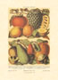 Drucke: Obst - 50x70 cm