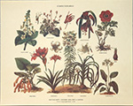 Drucke: Botanik: Stirpes Topiariae - 30x24 cm