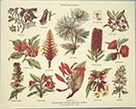 Drucke: Botanik: Flores Silvestres - 30x24 cm