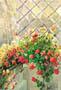Drucke: Jany: Blumenbeschmückter Balkon - 35x50 cm